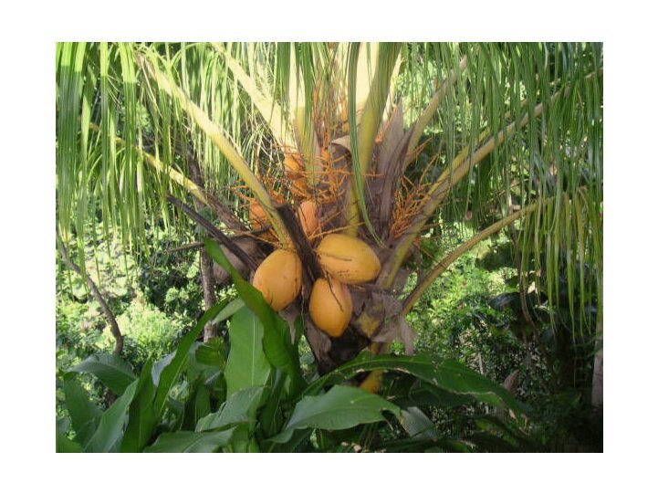 Young coco fruits on tree